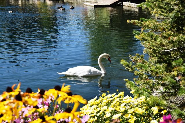 Swan lake
